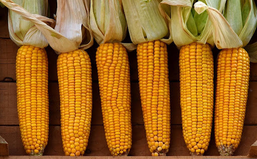 A row of freshly harvested cobs of corn