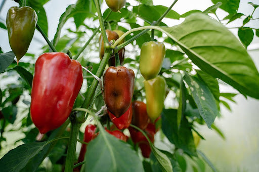 A close-up of peppers ripening from green to red