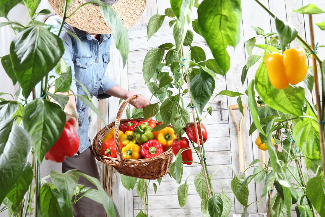 From Garden to Jar: Growing Your Own Peppers for Homemade Pepper Jelly